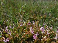 Pedicularis sylvatica 21, Heidekartelblad, Saxifraga-Ed Stikvoort