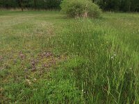 Pedicularis sylvatica 26, Heidekartelblad, Saxifraga-Hans Boll