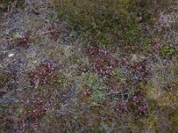 Pedicularis sylvatica 33, Heidekartelblad, Saxifraga-Ed Stikvoort