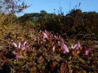 Pedicularis sylvatica 36, Heidekartelblad, Saxifraga-Ed Stikvoort