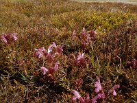 Pedicularis sylvatica 41, Heidekartelblad, Saxifraga-Ed Stikvoort