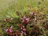 Pedicularis sylvatica 43, Heidekartelblad, Saxifraga-Ed Stikvoort