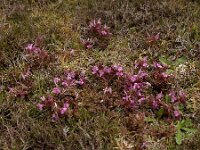 Pedicularis sylvatica 45, Heidekartelblad, Saxifraga-Ed Stikvoort