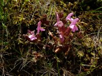 Pedicularis sylvatica 46, Heidekartelblad, Saxifraga-Ed Stikvoort : Pierre de Haute s9900