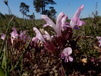 Pedicularis sylvatica 47, Heidekartelblad, Saxifraga-Ed Stikvoort