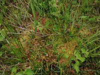 Pedicularis sylvatica 49, Heidekartelblad, Saxifraga-Hans Boll