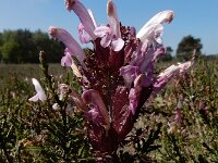 Pedicularis sylvatica 50, Heidekartelblad, Saxifraga-Ed Stikvoort