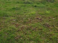 Pedicularis sylvatica 54, Heidekartelblad, Saxifraga-Hans Boll