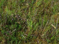 Pedicularis sylvatica 55, Heidekartelblad, Saxifraga-Hans Boll