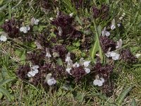 Pedicularis sylvatica 70, Heidekartelblad, Saxifraga-Willem van Kruijsbergen