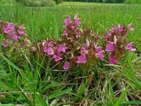 Pedicularis sylvatica 73, Heidekartelblad, Saxifraga-Hans Grotenhuis
