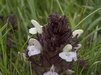 Pedicularis sylvatica 74, Heidekartelblad, Saxifraga-Willem van Kruijsbergen