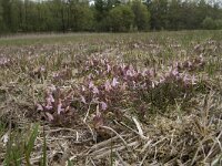 Pedicularis sylvatica 84, Heidekartelblad, Saxifraga-Willem van Kruijsbergen