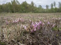 Pedicularis sylvatica 87, Heidekartelblad, Saxifraga-Willem van Kruijsbergen