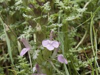 Pedicularis sylvatica ssp sylvatica 59, Heidekartelblad, Saxifraga-Willem van Kruijsbergen
