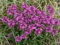 Pedicularis verticillata 20, Saxifraga-Harry Jans  Pedicularis verticillata