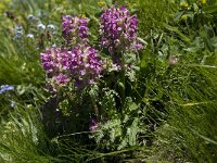 Pedicularis verticillata 6, Saxifraga-Willem van Kruijsbergen