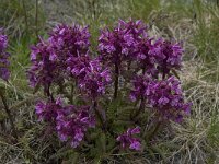 Pedicularis verticillata 8, Saxifraga-Willem van Kruijsbergen
