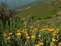 Pentanema auriculatum 9, Saxifraga-Ed Stikvoort