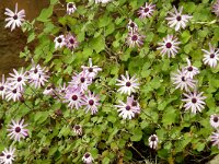 Pericallis lanata 2, Saxifraga-Hans Grotenhuis