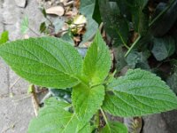 Perilla frutescens 10, Japanse munt, Saxifraga-Rutger Barendse