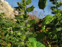 Perilla frutescens 8, Japanse munt, Saxifraga-Rutger Barendse