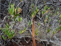 Periploca laevigata 2, Saxifraga-Ed Stikvoort