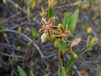 Periploca laevigata 4, Saxifraga-Ed Stikvoort