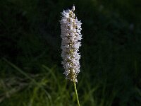 Persicaria bistorta 17, Adderwortel, Saxifraga-Marijke Verhagen