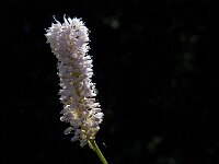Persicaria bistorta 20, Adderwortel, Saxifraga-Marijke Verhagen