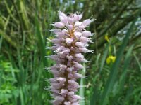 Persicaria bistorta 3, Adderwortel, Saxifraga-Rutger Barendse
