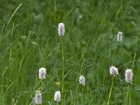 Persicaria bistorta 46, Adderwortel, Saxifraga-Willem van Kruijsbergen