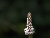 Persicaria bistorta 52, Adderwortel, Saxifraga-Jan van der Straaten (2)