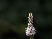 Persicaria bistorta 52, Adderwortel, Saxifraga-Jan van der Straaten