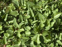 Persicaria bistorta 53, Adderwortel, Saxifraga-Jan van der Straaten