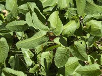 Persicaria bistorta 54, Adderwortel, Saxifraga-Jan van der Straaten
