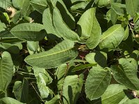 Persicaria bistorta 55, Adderwortel, Saxifraga-Jan van der Straaten