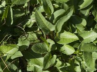 Persicaria bistorta 56, Adderwortel, Saxifraga-Jan van der Straaten