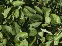 Persicaria bistorta 57, Adderwortel, Saxifraga-Jan van der Straaten