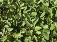 Persicaria bistorta 58, Adderwortel, Saxifraga-Jan van der Straaten