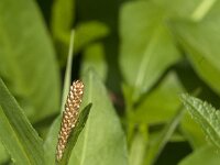 Persicaria bistorta 59, Adderwortel, Saxifraga-Jan van der Straaten