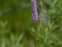 Persicaria bistorta 60, Adderwortel, Saxifraga-Jan van der Straaten