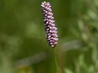 Persicaria bistorta 61, Adderwortel, Saxifraga-Jan van der Straaten