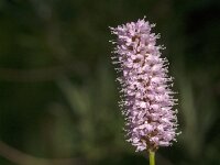 Persicaria bistorta 62, Adderwortel, Saxifraga-Jan van der Straaten