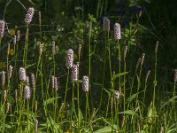 Persicaria bistorta 63, Adderwortel, Saxifraga-Jan van der Straaten