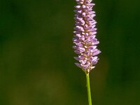 Persicaria bistorta 64, Adderwortel, Saxifraga-Jan van der Straaten