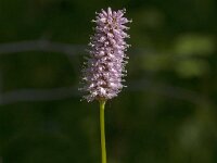 Persicaria bistorta 65, Adderwortel, Saxifraga-Jan van der Straaten