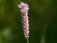 Persicaria bistorta 66, Adderwortel, Saxifraga-Jan van der Straaten