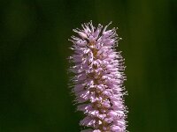 Persicaria bistorta 67, Adderwortel, Saxifraga-Jan van der Straaten