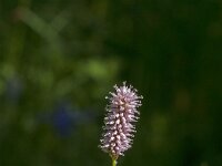 Persicaria bistorta 68, Adderwortel, Saxifraga-Jan van der Straaten